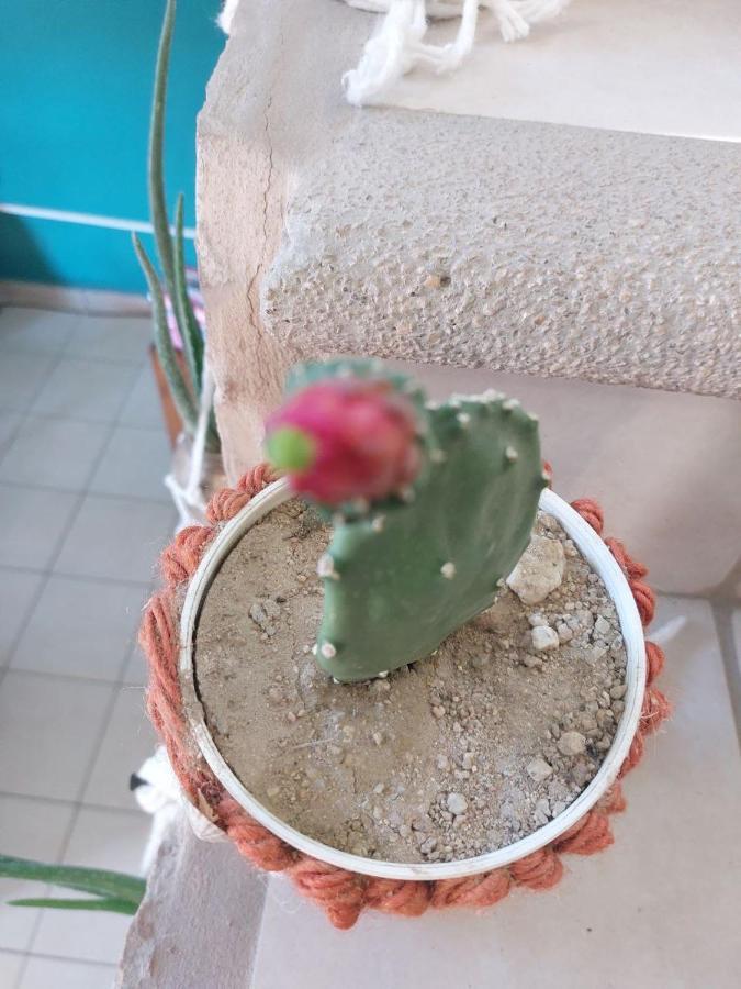 Cho Ku Rei Hostal San José del Cabo Exterior foto